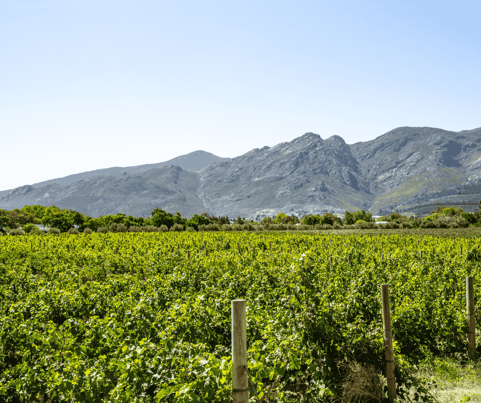 stellenbosch (1)